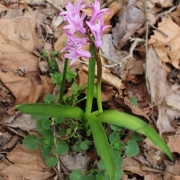 Hyacinthus (hyacinth)