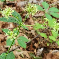 Sanicula marilandica (Maryland sanicle)