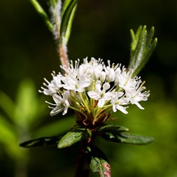 Rhododendron groenlandicum (bog Labrador tea)