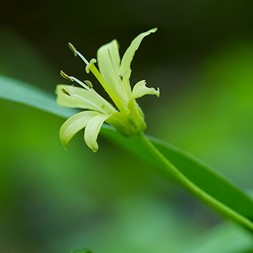 Clintonia borealis (yellow bluebead lily)