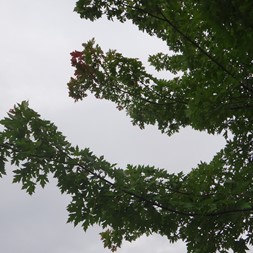 Acer saccharinum (silver maple)