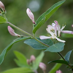 Honeysuckle - Flora of Pennsylvania