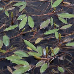 Potamogeton (pondweed)