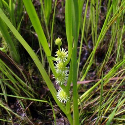 Sparganium emersum (simplestem bur-reed)