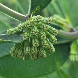 Asclepias viridiflora (green milkweed)