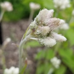 Antennaria plantaginifolia (plantain-leaf pussytoes)