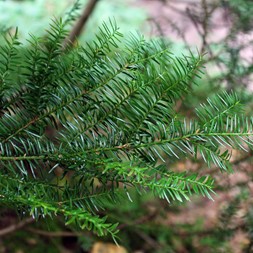 Taxus canadensis (Canadian yew)