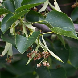 Tilia americana (American linden)