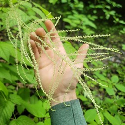 Aruncus dioicus (common goat's-beard)