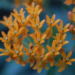 Asclepias tuberosa (butterfly weed)