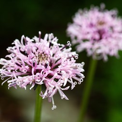 Marshallia pulchra (Monongahela Barbara's buttons)