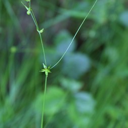 Carex radiata (eastern star sedge)
