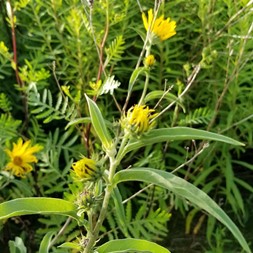 Helianthus maximiliani (Maximilian's sunflower)