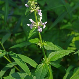 Stachys palustris (marsh hedge nettle)