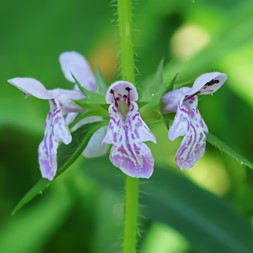 Stachys (hedge nettle)
