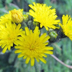 Hieracium scabrum (sticky hawkweed)