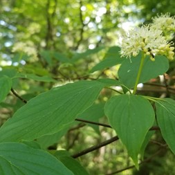 Cornus alternifolia (alternate-leaf dogwood)
