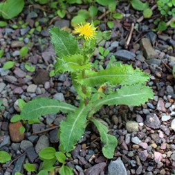 Sonchus asper (spiny sowthistle)