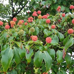 Cornus kousa (kousa dogwood)
