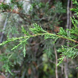 Juniperus virginiana (eastern redcedar)
