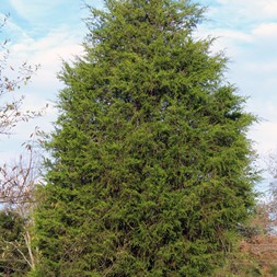 Juniperus (juniper)