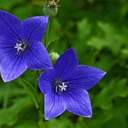 Platycodon grandiflorus (balloon flower)