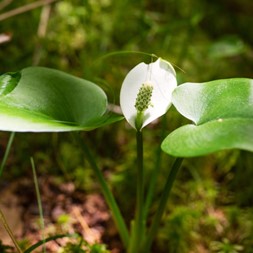 Calla palustris (wild calla)