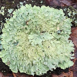 Flavoparmelia (greenshield lichen)