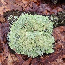 Flavoparmelia caperata (common greenshield lichen)