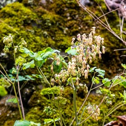 Thalictrum dioicum (early meadowrue)