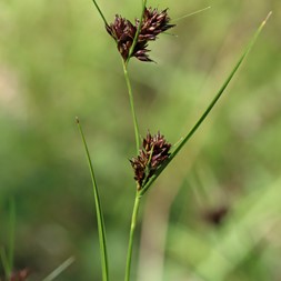 Rhynchospora capitellata (brownish beakrush)