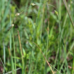 Carex disjuncta (silvery sedge)