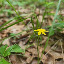 Hypoxis (stargrass)