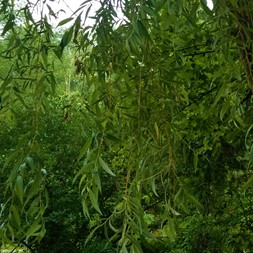 Salix babylonica (weeping willow)