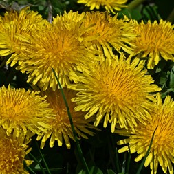 Taraxacum officinale (common dandelion)