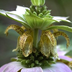 Monarda punctata (spotted beebalm)