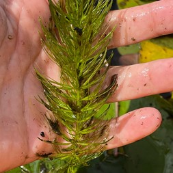 Ceratophyllum echinatum (spineless hornwort)