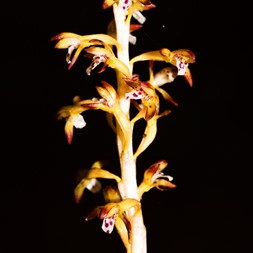 Corallorhiza maculata (spotted coralroot)