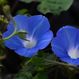 Ipomoea hederacea (ivyleaf morning-glory)