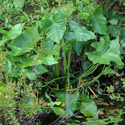 Peltandra virginica (green arrow-arum)