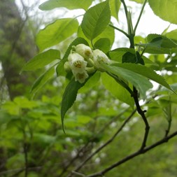 Staphylea trifolia (bladdernut)