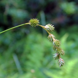 Carex argyrantha (hay sedge)