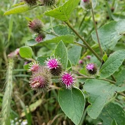 Arctium minus (common burdock)