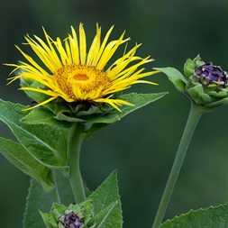 Inula helenium (elecampane)