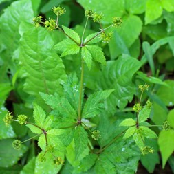 Sanicula odorata (clustered black-snakeroot)