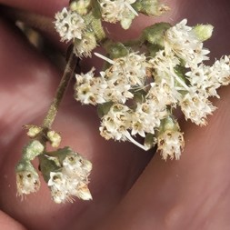 Eupatorium pilosum (ragged eupatorium)