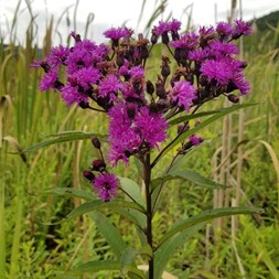 Vernonia noveboracensis (New York ironweed)