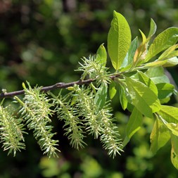 Salix bebbiana (long-beaked willow)