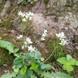 Micranthes (small-flowered saxifrage)