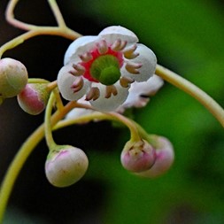 Chimaphila umbellata (pipsissewa)